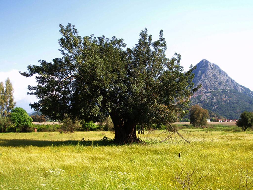 Merhaba Bungalow Ξενοδοχείο Beykonak Εξωτερικό φωτογραφία