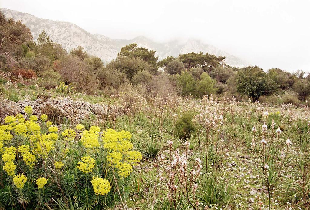 Merhaba Bungalow Ξενοδοχείο Beykonak Εξωτερικό φωτογραφία